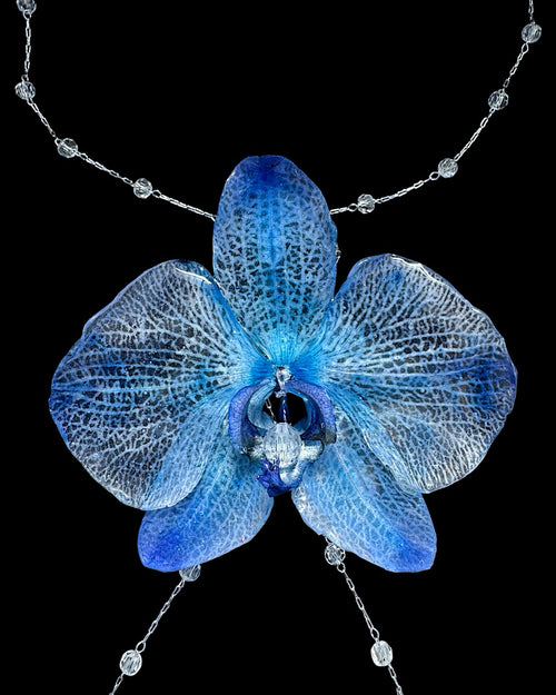 Big blue orchid