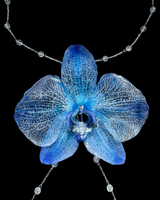 Big blue orchid