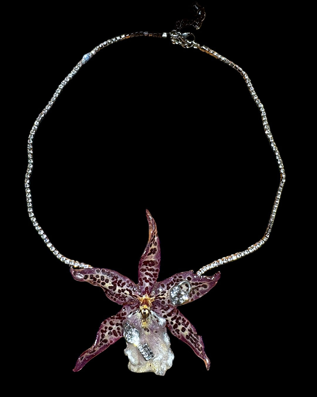 Dark leopard Brassia