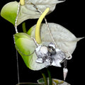 Chrome shell orchid