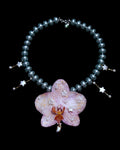 Big star orchid