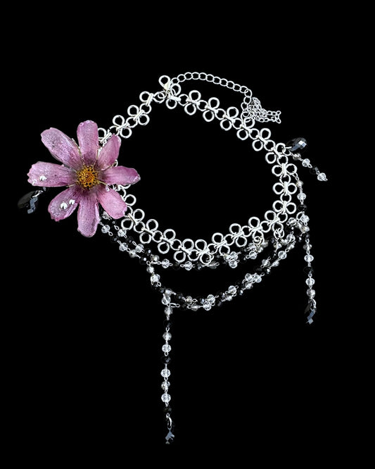 Purple cosmos