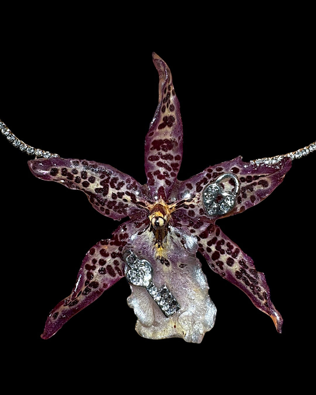 Dark leopard Brassia