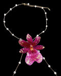 Oncidium pink orchid