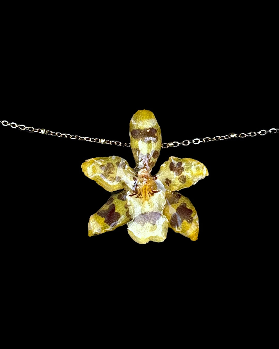 Yellow oncidium belly chain