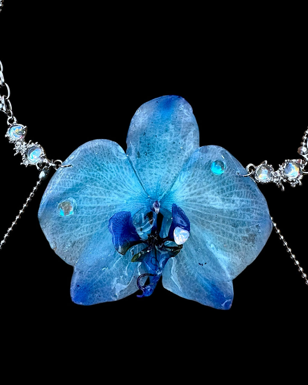 Große blaue Orchidee