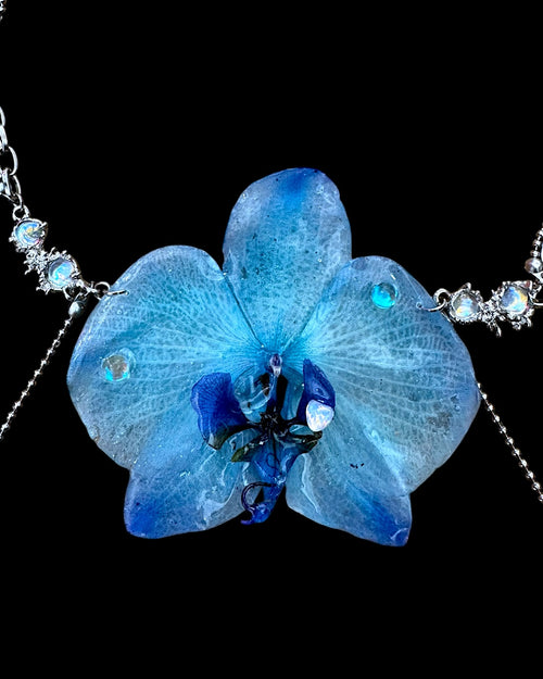 Big blue orchid