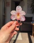 Perla orchid