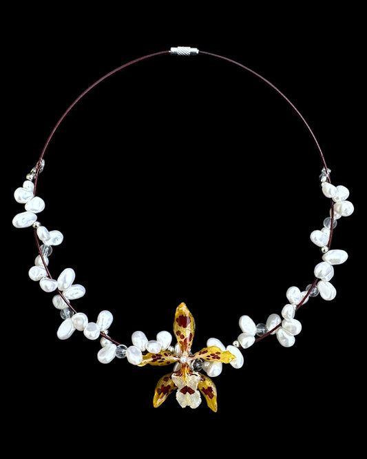 Léopard oncidium