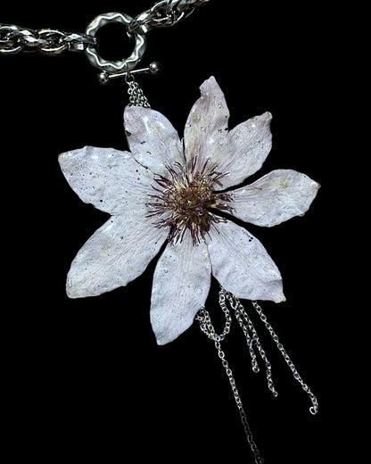 Lila Clematis