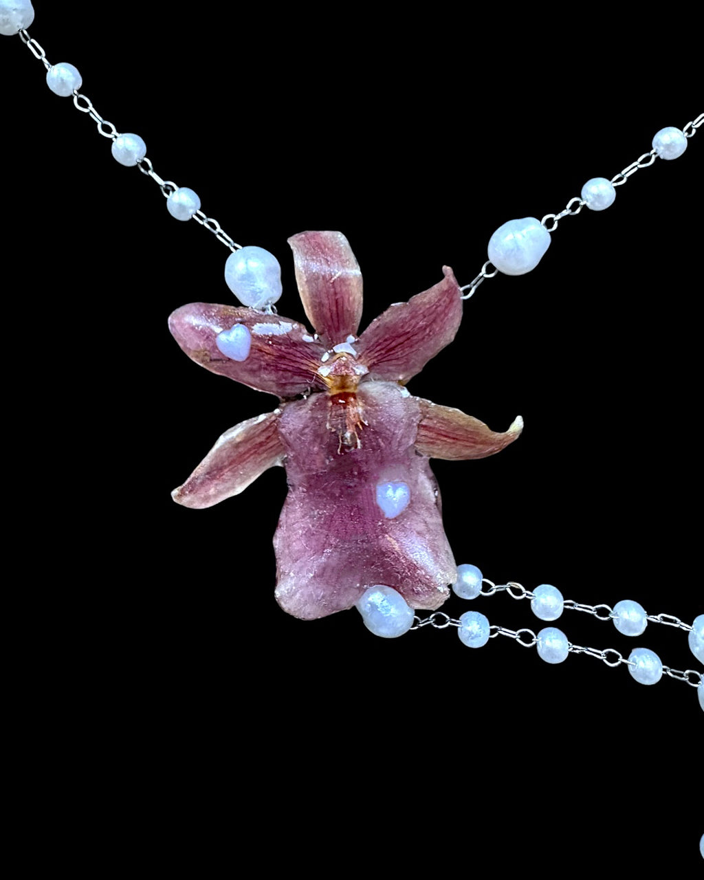 Pearly oncidium