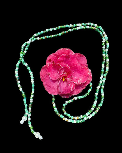 Camellia japonica