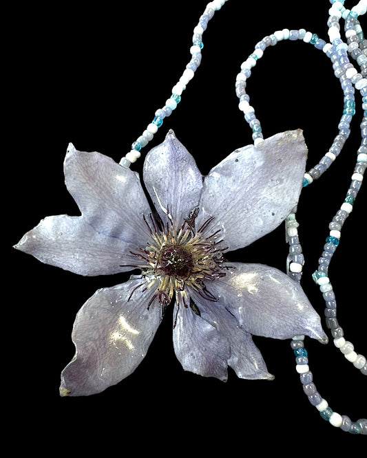 Baby blue clematis