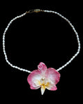 Pink glow orchid