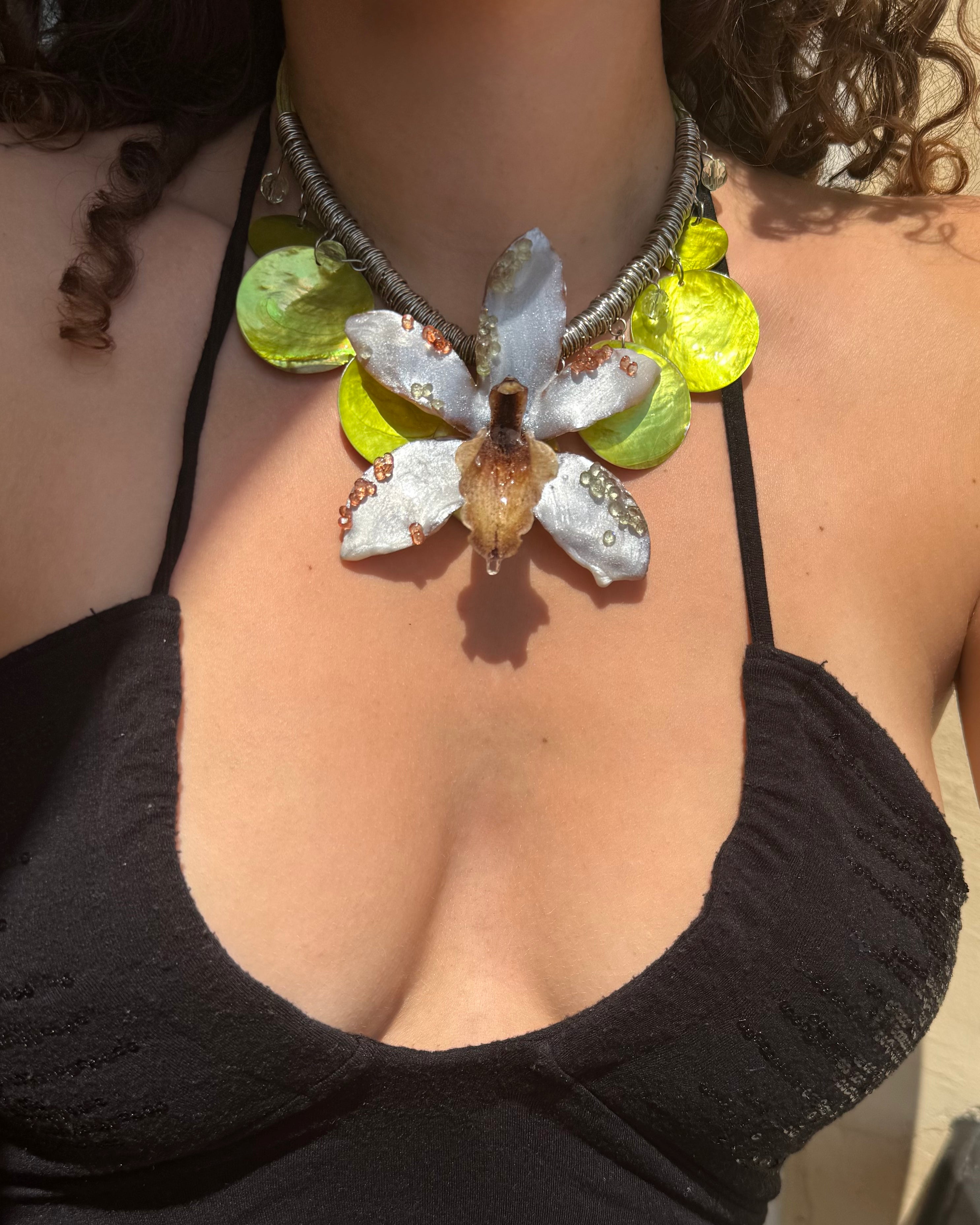 Dolly-Orchidee