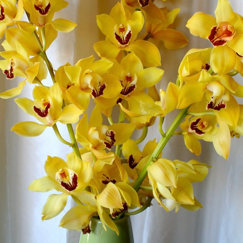 Le choix des fleurs