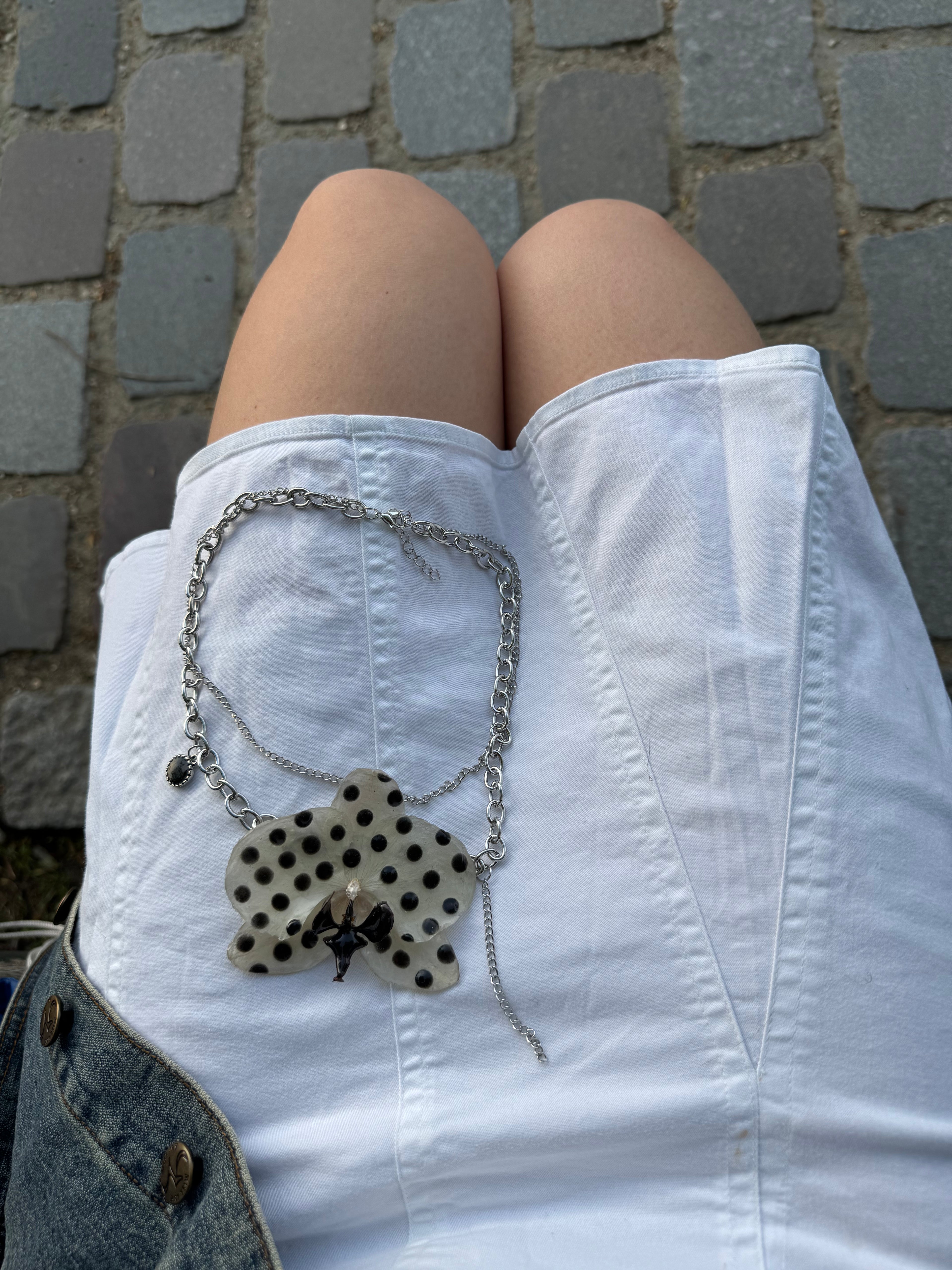 gepunktete Phalaenopsis