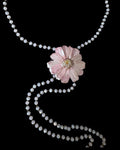 Pearly daisy