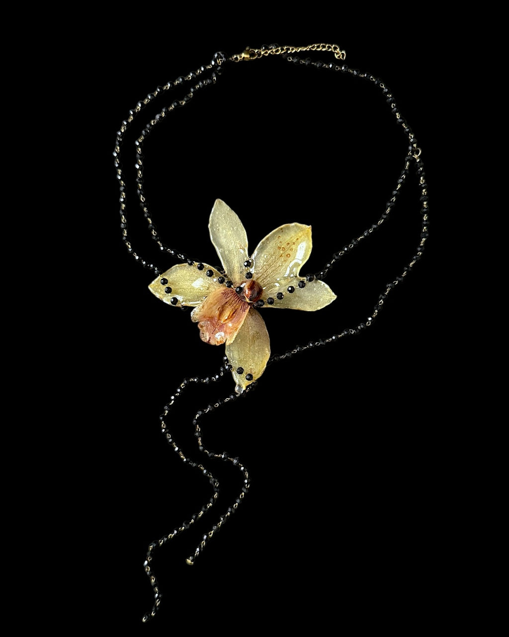 Peneloppe orchid