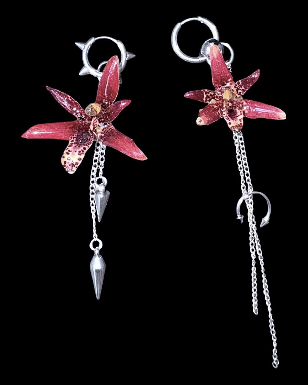 Shelsy orchids