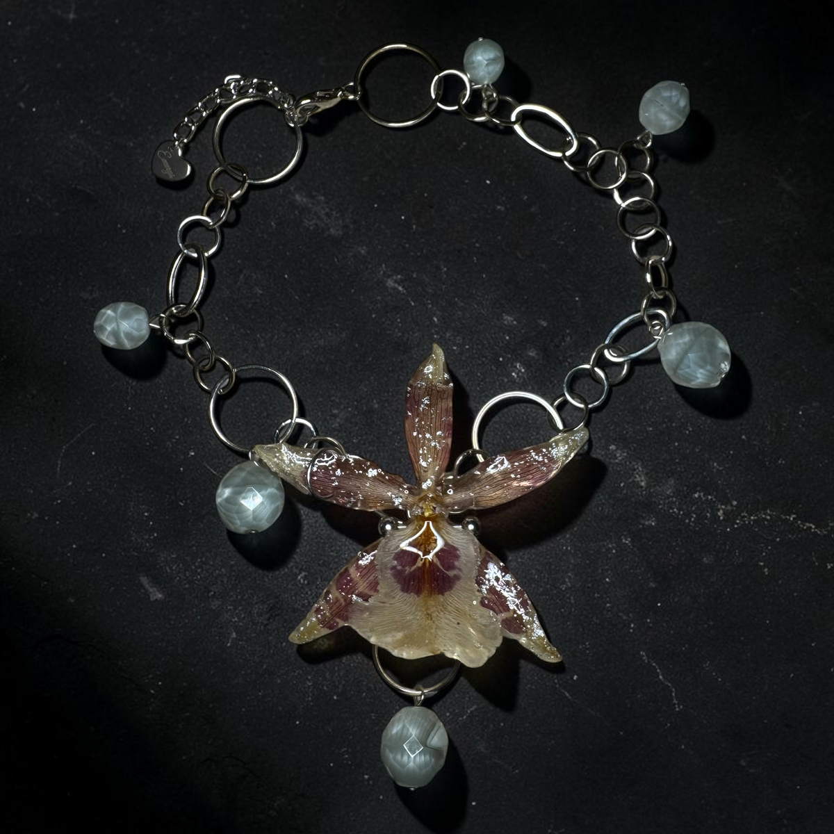Starjunk orchid
