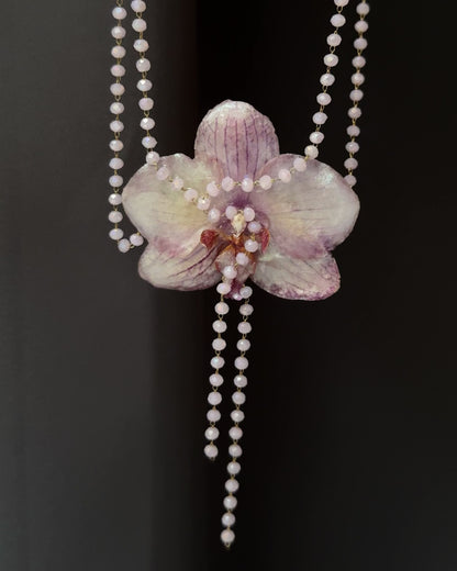Perlmuttfarbene Orchidee