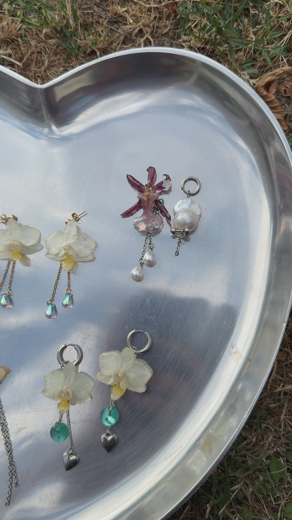 Lucia orchid